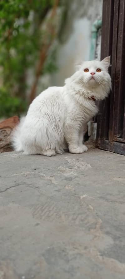 Persian cat for sale