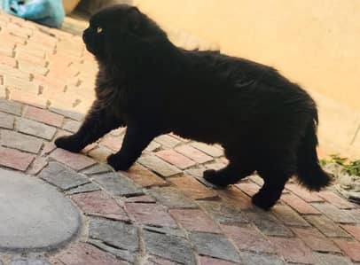 Black Persian Cat urgent sale