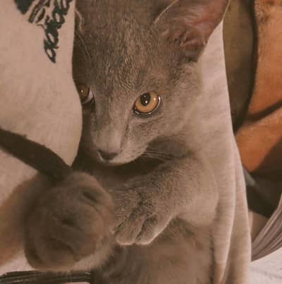 Grey Persian Male Kitten