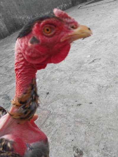 Madagascar madi