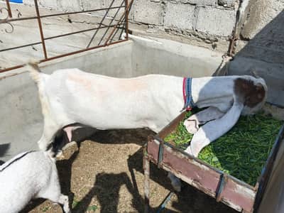 ایک عدد گلابی کاموری پکڑی