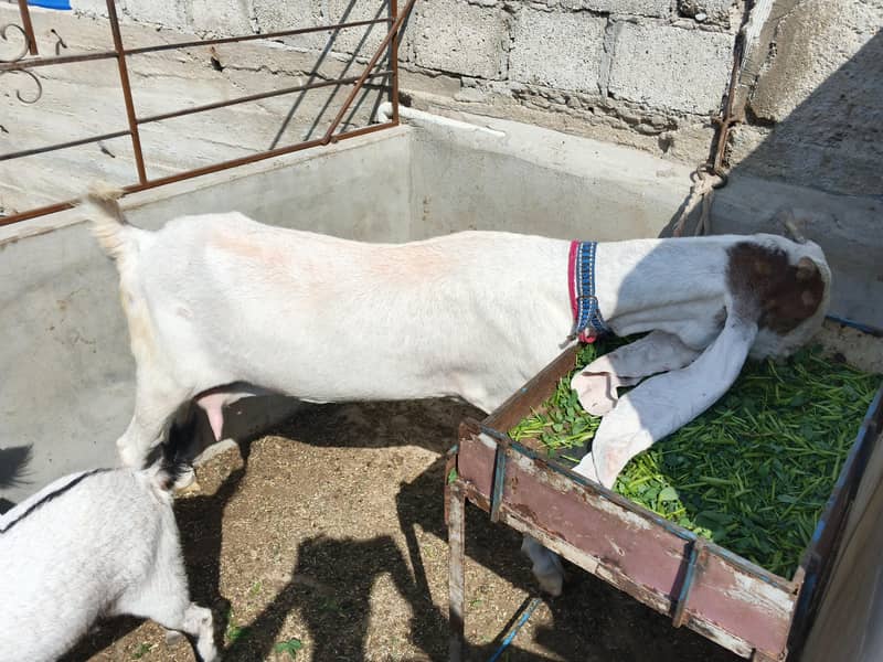 ایک عدد گلابی کاموری پکڑی 0