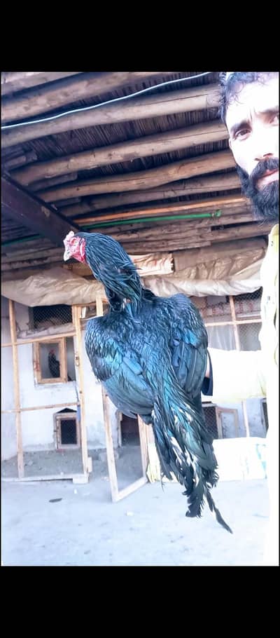 Lasani and mashka for sale