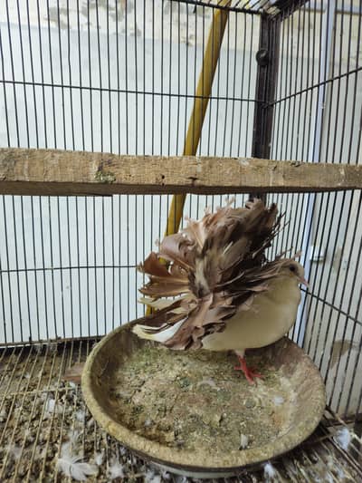 Fantail Pigeon - 5 pieces