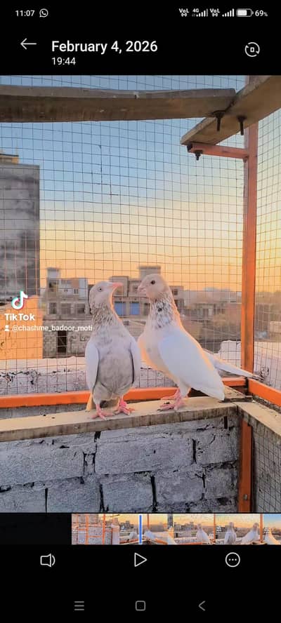 breedar lal badshah pair