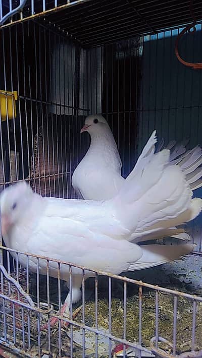 Lacka Pigeon | Nice birds | Hand Taim