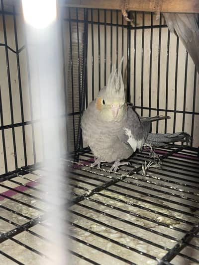 male cocktail for sale