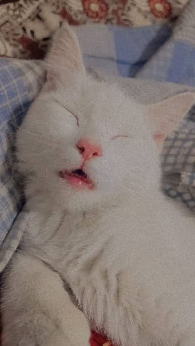 Female young cat , multicolor eyes, vaccinated.