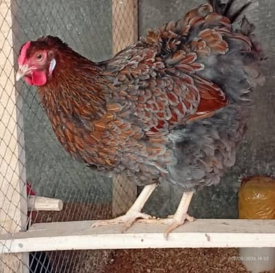 Wyandotte Fertile Eggs Available