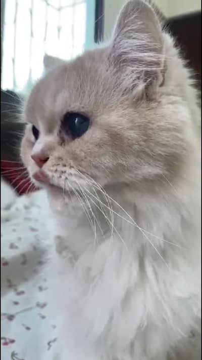 Persian Cats high quality