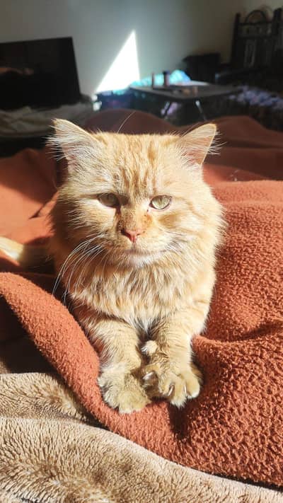 Stunning Orange Longhair Persian Mix – Emerald Eyes
