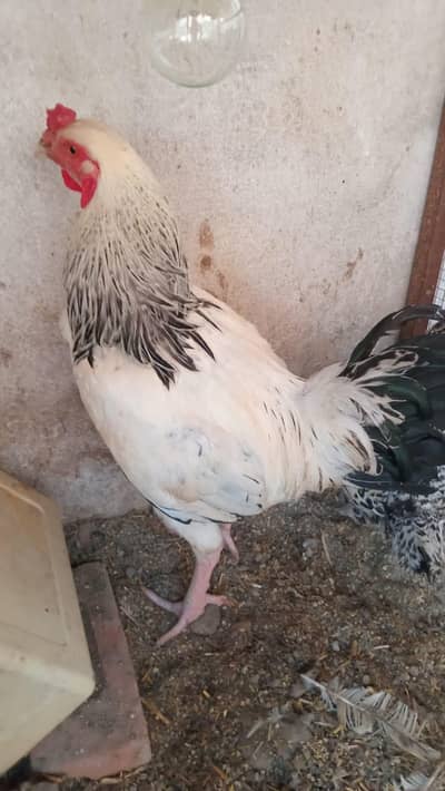 2 HOME BREAD  ASEEL FOR SALE