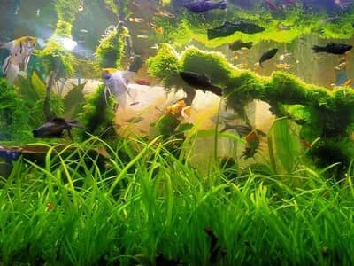 Ornamental  aquarium fish bowl fish available many varieties and color