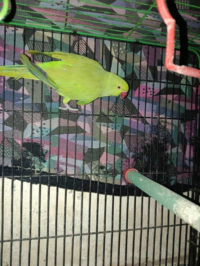 green parrot