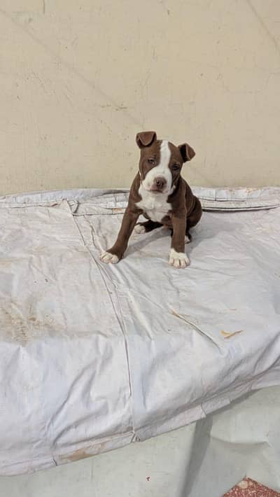 American Pitbull Terrior puppies