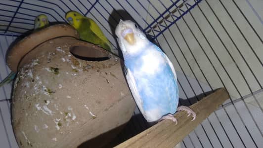 budgie phate for sale