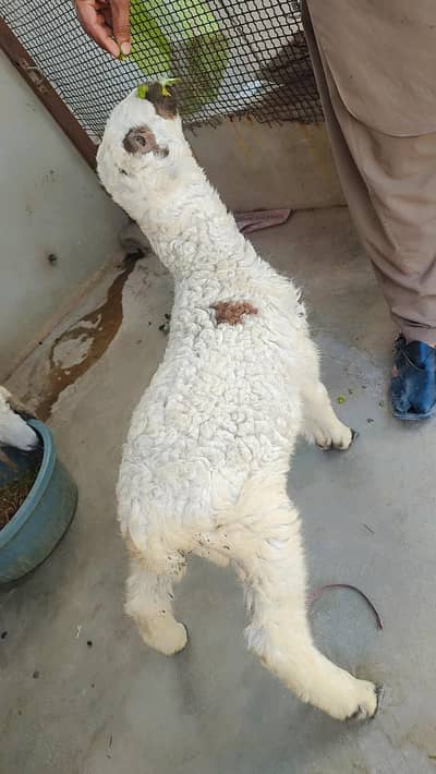 dumbi for sale-03473776527 only whatsapp