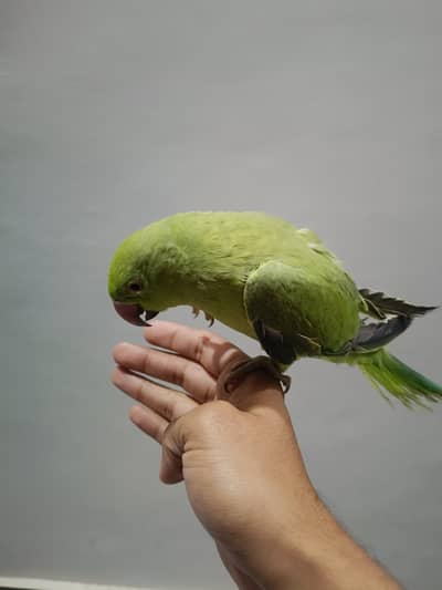 Green Parrot for Sale with cage
