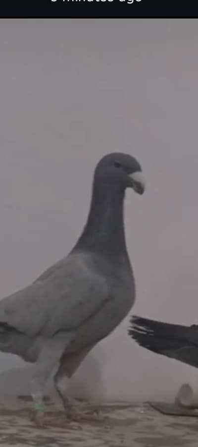 German beauty pigeon