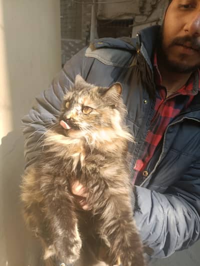 parshin cat doll face tripal cot