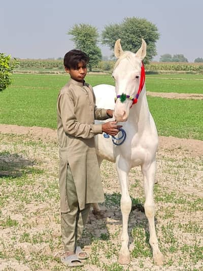 Desi Filly (Vacheri) – Sial Lineage