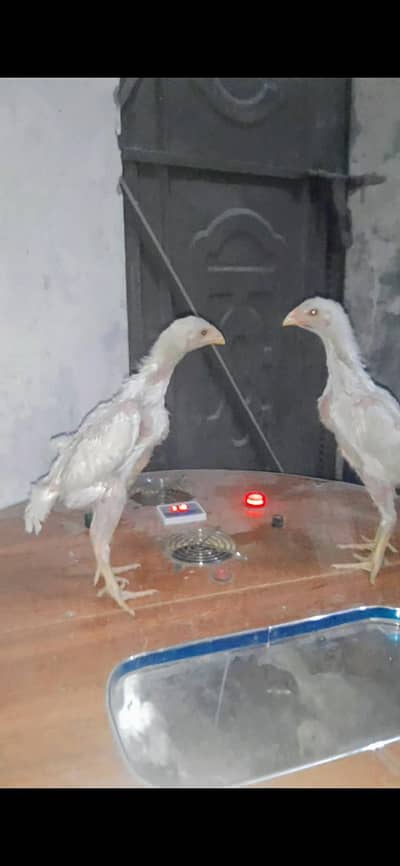 Shamo chicks | White german shamo chicks | king shamo chicks | Chicks