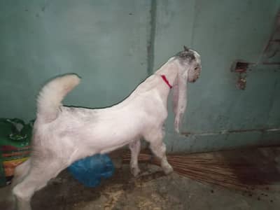 2 Bakra for sale age 6 month