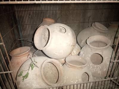 buddies love birds cocktail matkia