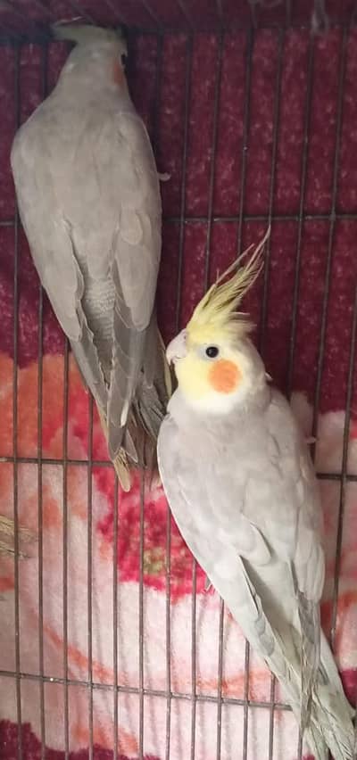 dono   juray breader pair