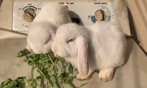 Holland lope Rabbits
