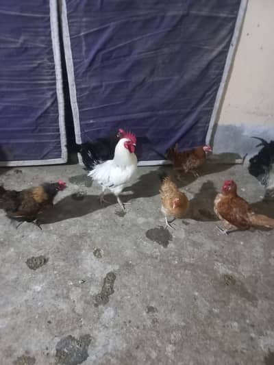 murgiya khod he paali ha sari for sale