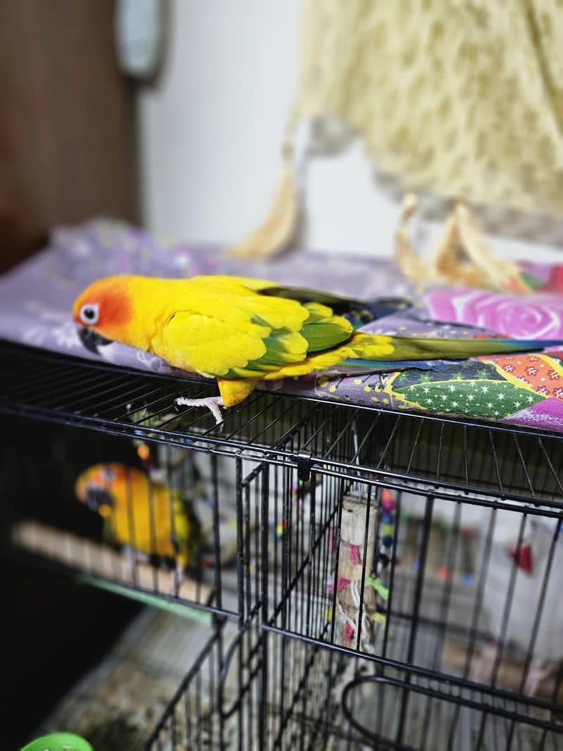 Sun conure lover 1