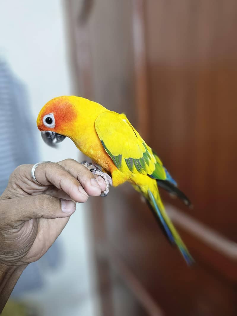 Sun conure lover 3