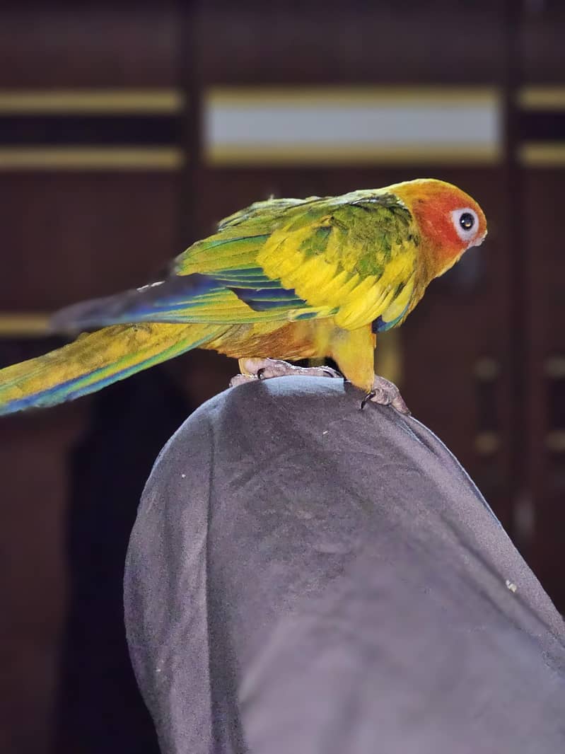 Sun conure lover 4