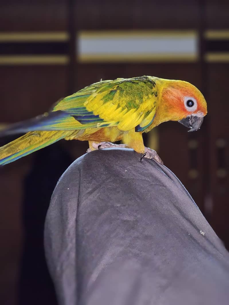 Sun conure lover 5