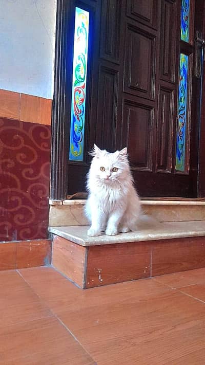Persian cat