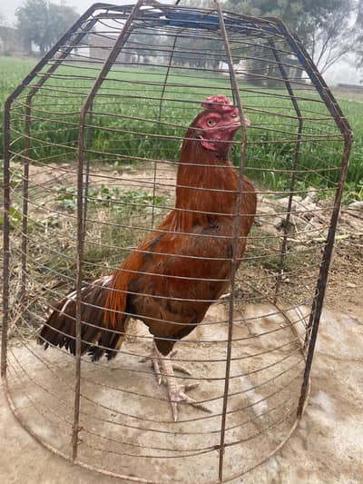 Aseel patha for sale