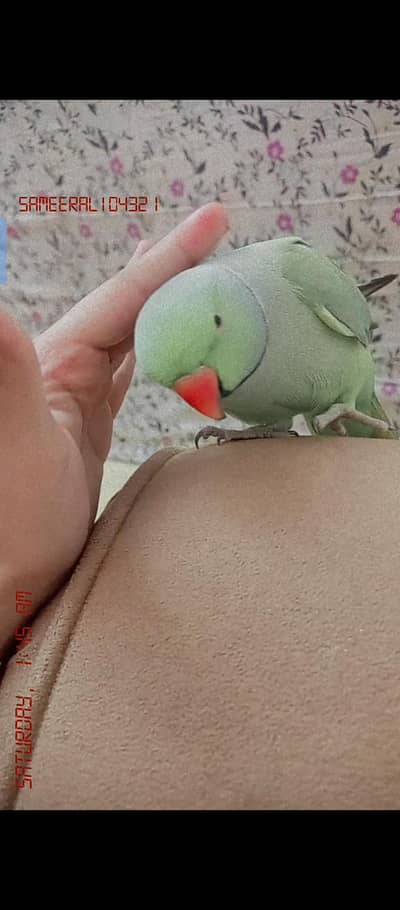 Green ring nack parrot hai bht pyara bolta hai