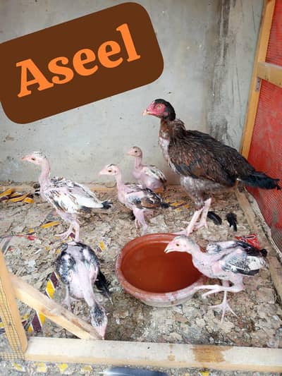 aseel (5chicks+mother) Rs14000 & misri (2 male 3 females) Rs9000