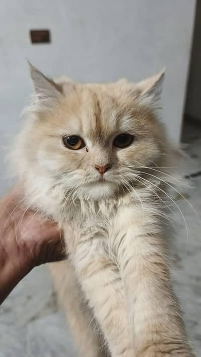 Male Persian Cat