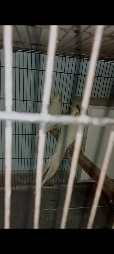 Eno white cocktail Breader pair and Grey female exhibition Cross