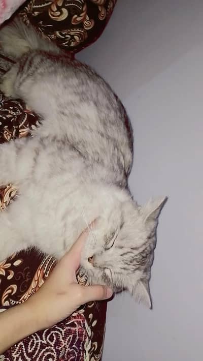 Adorable Home Cat – Ready for New Family