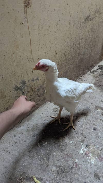 Pure Aseel Heerii and jageri