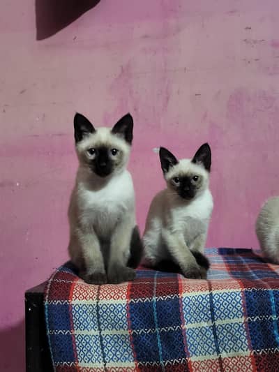 siamese kitten pair.