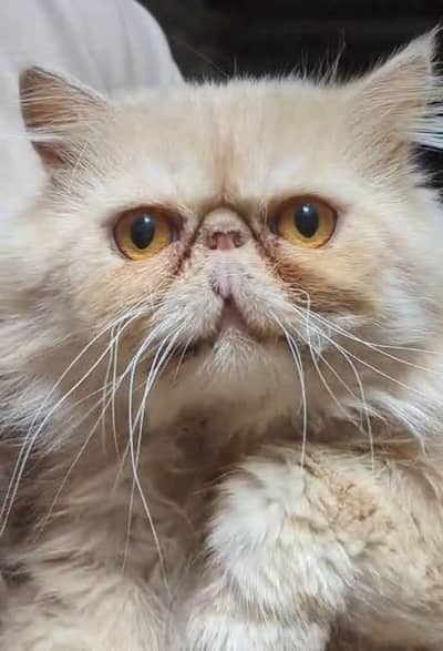 Piky male only mitring