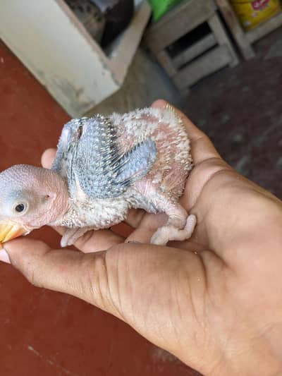 raw chicks baby 03074077676