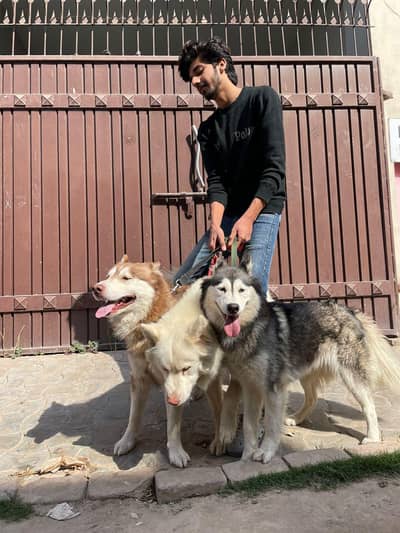 Siberian Husky Doges