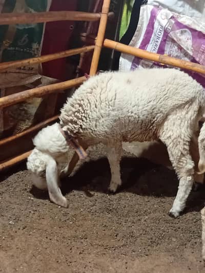 dumbi availible for sale