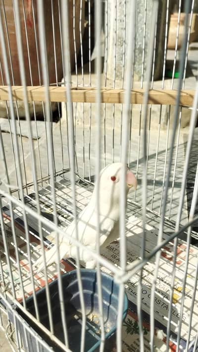 Albino red eye female for sell