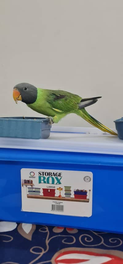 Plum headed parakeet